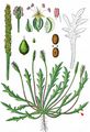 Buck's-Horn Plantain - Plantago coronopus L.