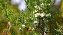 Morgenländischer Lebensbaum - Platycladus orientalis (L.) Franco