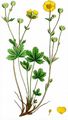 Alpine Cinquefoil - Potentilla crantzii (Crantz) Fritsch