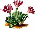 Dwarf Primrose - Primula minima L.
