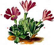 Zwerg-Schlüsselblume - Primula minima L. 
