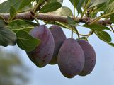 Wild Plum - Prunus domestica L.