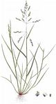 Haar-Salzschwaden - Puccinellia capillaris (Lilj.) Jansen 