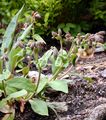 Mountain Lungwort - Pulmonaria montana Lej.