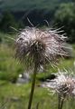 Alpine Anemone - Pulsatilla alpina (L.) Delarbre