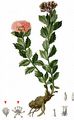 Roseroot - Rhodiola rosea L.