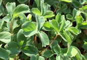 Alpen-Gelbling - Sibbaldia procumbens L.