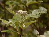  - Sorbus subg. Hedlundia Májovský & Bernátová 