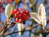  - Sorbus subg. Hedlundia Májovský & Bernátová 