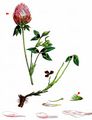 Red Clover - Trifolium pratense L.