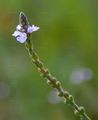 Vervain - Verbena officinalis L.