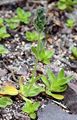Violet Speedwell - Veronica bellidioides L.
