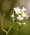 Garlic Mustard - Alliaria petiolata (M. Bieb.) Cavara & Grande
