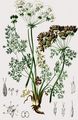 Alpen-Augenwurz - Athamanta cretensis L.