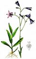Spreading Bellflower - Campanula patula L.