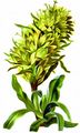 Strauß-Glockenblume - Campanula thyrsoides L.