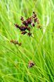 Elongated Sedge - Carex elongata L. 