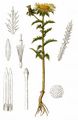 Carline Thistle - Carlina vulgaris L.