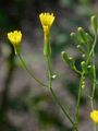 Schöner Pippau - Crepis pulchra L.