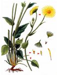 Großblütige Gemswurz - Doronicum grandiflorum Lam. 