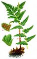 Kamm-Wurmfarn - Dryopteris cristata (L.) A. Gray