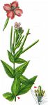 Quirlblättriges Weidenröschen - Epilobium alpestre (Jacq.) Krock. 