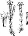 Schnee-Enzian - Gentiana nivalis L.