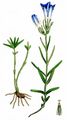 Lungen-Enzian - Gentiana pneumonanthe L.