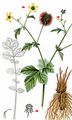 Wood Avens - Geum urbanum L.