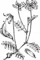 Gewöhnlicher Hufeisenklee - Hippocrepis comosa L.