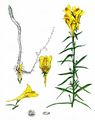 Gewöhnliches Leinkraut - Linaria vulgaris Mill.