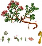 Alpenazalee - Loiseleuria procumbens (L.) Desv. 