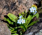 Lake Konstanz Forget-Me-Not - Myosotis rehsteineri (Hausm.) Reut.