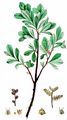 Gewöhnlicher Gagelstrauch - Myrica gale L.