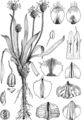 Plantago atrata (Berg-Wegerich) aus Engler (1900f)