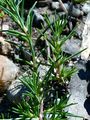 Greater Polycnemum - Polycnemum majus A. Braun