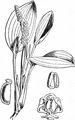 Broad-Leaved Pondweed - Potamogeton natans L.