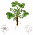 Kleinblütiges Fingerkraut - Potentilla micrantha DC.