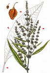 Fluß-Ampfer - Rumex hydrolapathum Huds. 