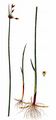 Triangular Club-Rush - Schoenoplectus triqueter (L.) Palla