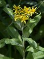 Fluß-Greiskraut - Senecio sarracenicus L.