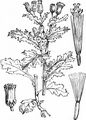 Gewöhnliches Greiskraut - Senecio vulgaris L.