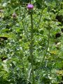 Milk Thistle - Silybum marianum (L.) Gaertn.