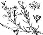 Sand Spurrey - Spergularia rubra (L.) J. Presl & C. Presl