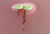 Greater Duckweed - Spirodela polyrhiza (L.) Schleid.