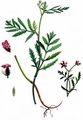 Greater Bur-Parsley - Turgenia latifolia (L.) Hoffm.