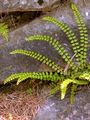 Brauner Streifenfarn - Asplenium trichomanes L.