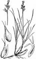 Sand-Segge - Carex arenaria L.