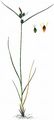 Strand-Segge - Carex extensa Gooden.
