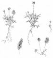 Curveseed Butterwort - Ceratocephala falcata (L.) Cramer